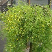 жовтий Квітка Карагана (Caragana) фото