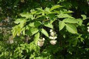 білий Квітка Клокичка (Staphylea) фото