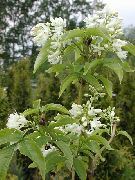 бял Цвете Американската Bladdernut (Staphylea) снимка