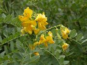 Senna Της Ουροδόχου Κύστης κίτρινος λουλούδι