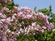 rosa Blume Schönheit Busch (Kolkwitzia) foto