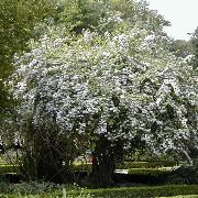 balts Zieds Skaistums Krūms (Kolkwitzia) foto