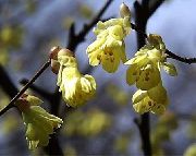 Zimska Lešnikova rumena Cvet
