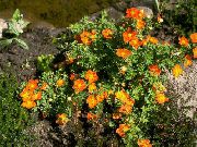 помаранчевий Квітка Пятілісточнік (Перстач Чагарникова, Курильське Чай) (Pentaphylloides, Potentilla fruticosa) фото