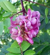 розов Цвете Невярна Acaciaia (Robinia-pseudoacacia) снимка