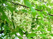 белы Кветка Робін (Лжеакация, Белая Акацыя) (Robinia-pseudoacacia) фота