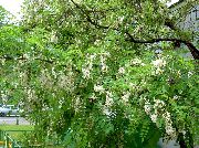 бял Цвете Невярна Acaciaia (Robinia-pseudoacacia) снимка