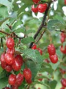 kollane Lill Oleaster, Kirss Silverberry, Goumi, Hõbe Buffaloberry (Elaeagnus) foto