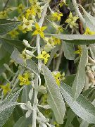 žlutý Květina Oleaster, Třešeň Silverberry, Goumi, Stříbro Buffaloberry (Elaeagnus) fotografie