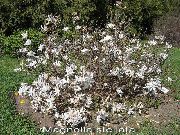 бял Цвете Магнолия (Magnolia) снимка