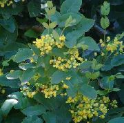 жовтий Квітка Магония (Mahonia) фото