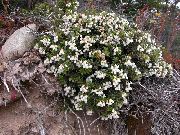 hvítur Blóm Chilean Wintergreen (Pernettya, Gaultheria mucronata) mynd