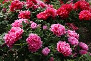 różowy Kwiat Piwonia Drzewa (Paeonia-suffruticosa) zdjęcie