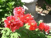 czerwony Kwiat Piwonia Drzewa (Paeonia-suffruticosa) zdjęcie