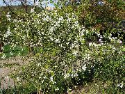 білий Квітка Понцірус (Poncirus) фото