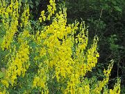 dzeltens Zieds Slota (Cytisus) foto