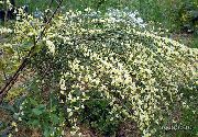 geltonas žiedas Šluota (Cytisus) nuotrauka