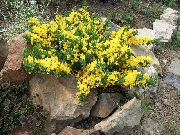flowering shrubs and trees Prostrate broom  Cytisus decumbens