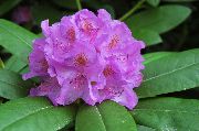 люляк Цвете Азалии, Pinxter Разцвет (Rhododendron) снимка