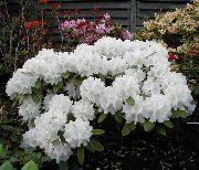 valge Lill Asalead, Pinxterbloom (Rhododendron) foto