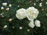 Rose white Bloem