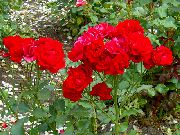 Polyantha Wzrosła czerwony Kwiat