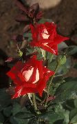 Grandiflora Wzrosła czerwony Kwiat