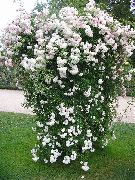 Rožu Rambler, Kāpšana Rozes balts Zieds