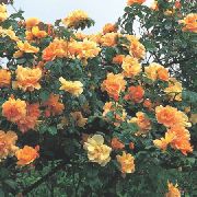 оранжев Цвете Засече Rambler, Катерене Роза (Rose Rambler) снимка