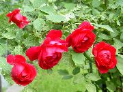 червен Цвете Засече Rambler, Катерене Роза (Rose Rambler) снимка