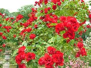 Rosa Bunddække rød Blomst