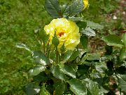 dzeltens Zieds Hibrīds Tēja Rožu (Rosa) foto