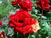 sarkans Zieds Hibrīds Tēja Rožu (Rosa) foto