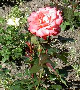 Hybrid Čajové Růže oranžový Květina