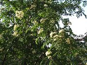 бял Цвете Офика (Sorbus aucuparia) снимка