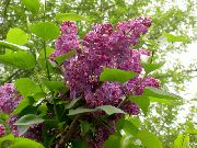 Algengar Lilac, French Lilac burgundy Blóm