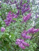 Kopējā Ceriņi, Franču Ceriņi purpurs Zieds