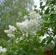 biela Kvetina Spoločné Orgován, Francúzsky Orgován (Syringa vulgaris) fotografie