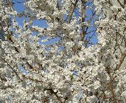 Prunus, Slivka biela Kvetina
