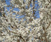 ����� Prunus