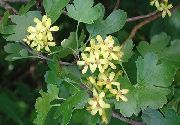 жовтий Квітка Смородина (Ribes) фото