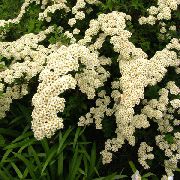 Спирея (Таволга) весеннецветущая Спирея ниппонская Snowmound - Spiraea nipponica Snowmound