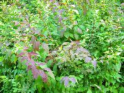 Спирея (Таволга) весеннецветущая Спирея острозазубренная — Spiraea