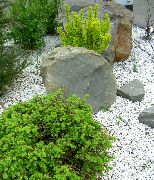 vaaleanvihreä Kasvi Alberta Kuusen, Musta Mäet Kuusen, Valkoinen Kuusen, Kanadalainen Kuusen (Picea glauca) kuva