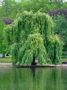 vihreä Kasvi Paju (Salix) kuva