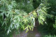silfurgljáandi Planta Hlynur (Acer) mynd