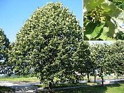 grön Växt Gemensam Lime, Lind, Basswood, Lindblom, Silver Linden (Tilia) foto