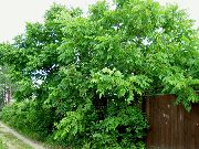 жасыл Өсімдіктер Жаңғақ (Juglans) фото