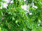 Орех Juglans