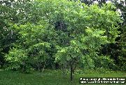 жасыл Өсімдіктер Жаңғақ (Juglans) фото